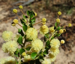 Acacia clandullensis