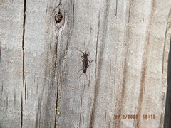 Allocapnia vivipara