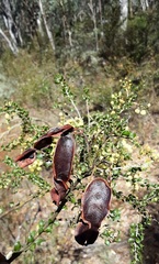 Acacia clandullensis