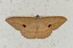Luxiaria mitorrhaphes