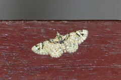 Gymnoscelis admixtaria