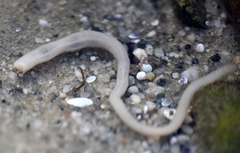Leptosynapta