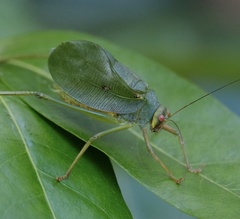 Ozphyllum naskreckii