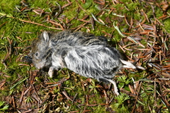 Clethrionomys gapperi