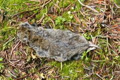 Clethrionomys gapperi