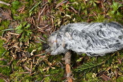 Clethrionomys gapperi