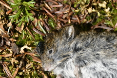 Clethrionomys gapperi