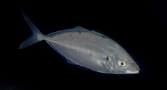 Pseudocaranx georgianus