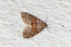 Trichopterigia sanguinipunctata