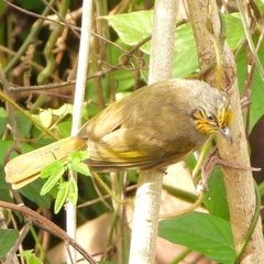 Pycnonotus finlaysoni