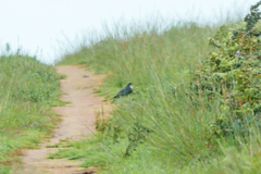 Accipiter rufiventris