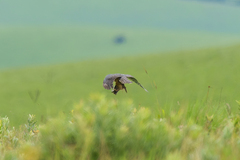 Accipiter rufiventris