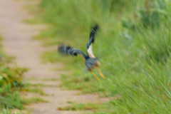 Accipiter rufiventris