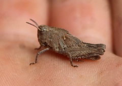 Chimarocephala pacifica