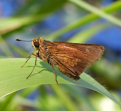 Parnara amalia