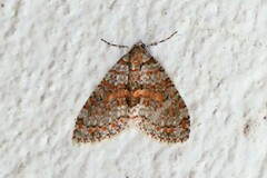 Trichopterigia sanguinipunctata