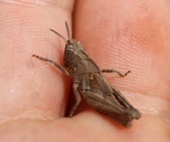 Chimarocephala pacifica