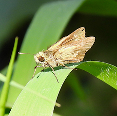 Parnara amalia