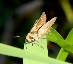 Parnara amalia