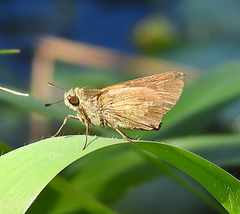Parnara amalia