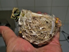 Zosterops virens virens