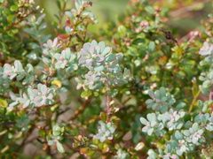 Vaccinium darrowii