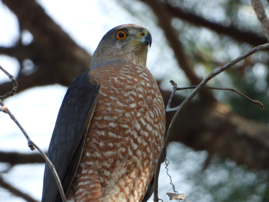 Cooper's Hawk from S Seacrest Blvd, Boynton Beach, FL, US on January 29, 2023 at 0945 AM by