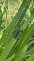 Anoplocnemis