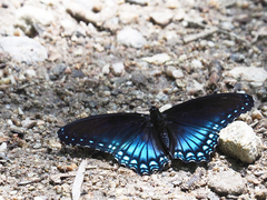 Limenitis arthemis arizonensis