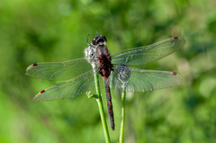 Leucorrhinia rubicunda