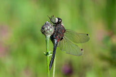 Leucorrhinia rubicunda