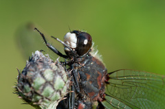 Leucorrhinia rubicunda