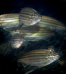 Helotes octolineatus