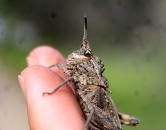 Dracotettix monstrosus