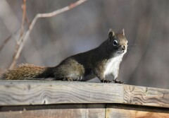 Tamiasciurus hudsonicus