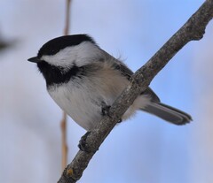 Poecile atricapillus