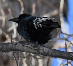Corvus corax