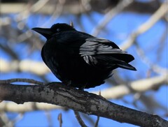 Corvus corax