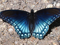 Limenitis arthemis arizonensis