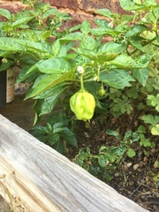 Capsicum chinense