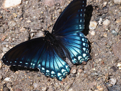 Limenitis arthemis arizonensis