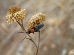 Chauliognathus tricolor