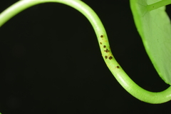 Puccinia hydrocotyles