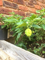 Capsicum chinense