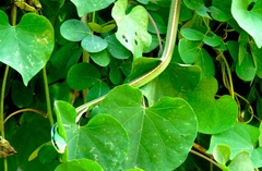 Leptophis diplotropis