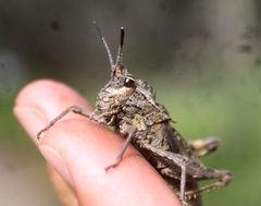 Dracotettix monstrosus