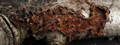 Hymenochaete rubiginosa