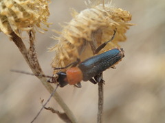 Chauliognathus tricolor
