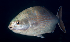 Kyphosus cornelii