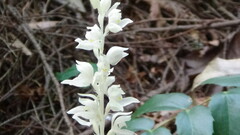 Cephalanthera austiniae